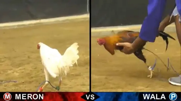 Tuyệt Chiêu Săn Thưởng Cách Chơi Đá Gà Sabong Tại i5Bet Đỉnh Cao